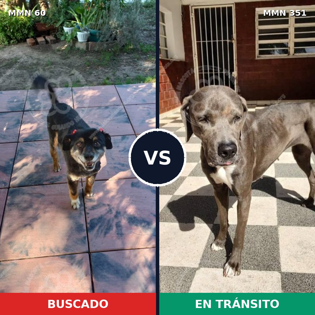 Comparativa MMS 2202: mascota perdida y mascota encontrada, 60% de similitud
