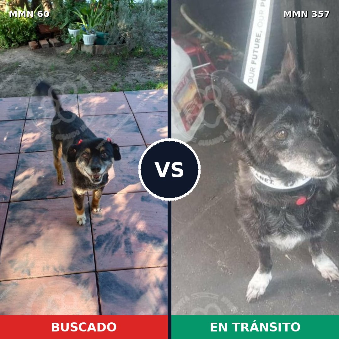Comparativa MMS 2204: mascota perdida y mascota encontrada, 82% de similitud