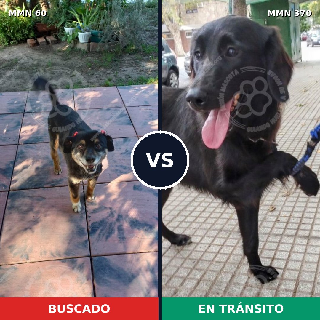 Comparativa MMS 2205: mascota perdida y mascota encontrada, 82% de similitud