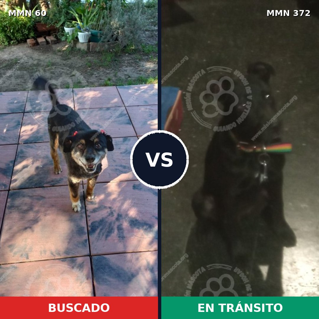Comparativa MMS 2206: mascota perdida y mascota encontrada, 80% de similitud