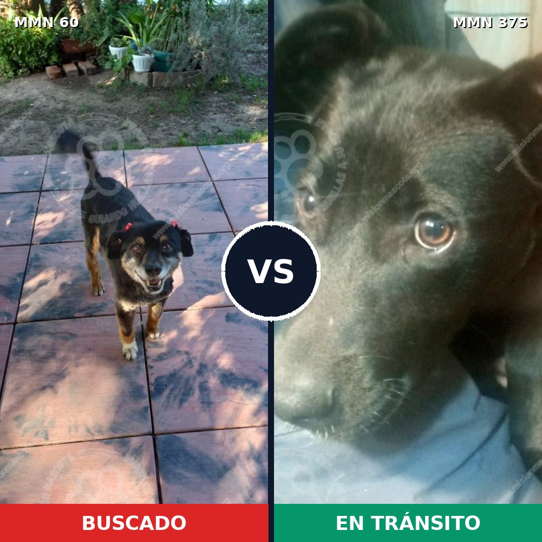 Comparativa MMS 2207: mascota perdida y mascota encontrada, 80% de similitud