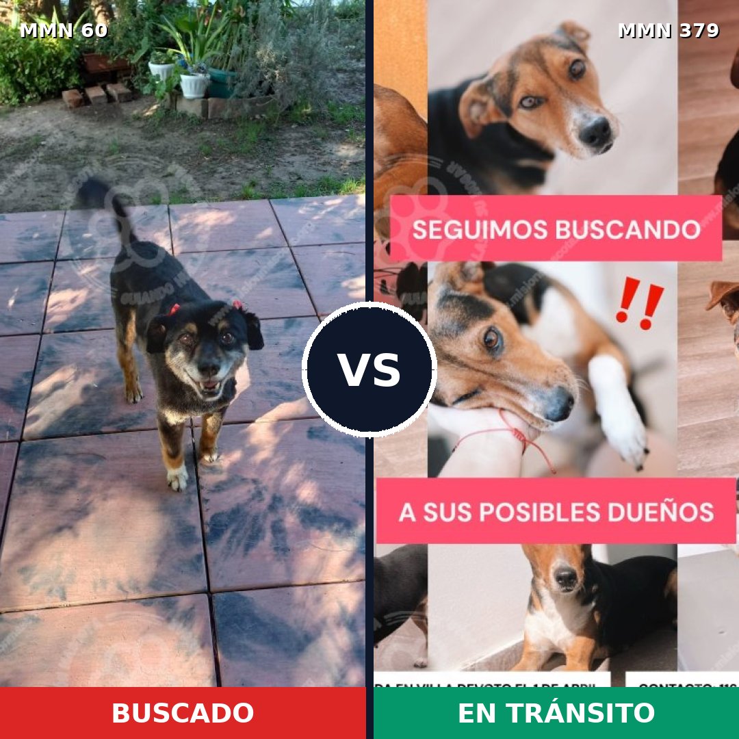 Comparativa MMS 2208: mascota perdida y mascota encontrada, 87% de similitud