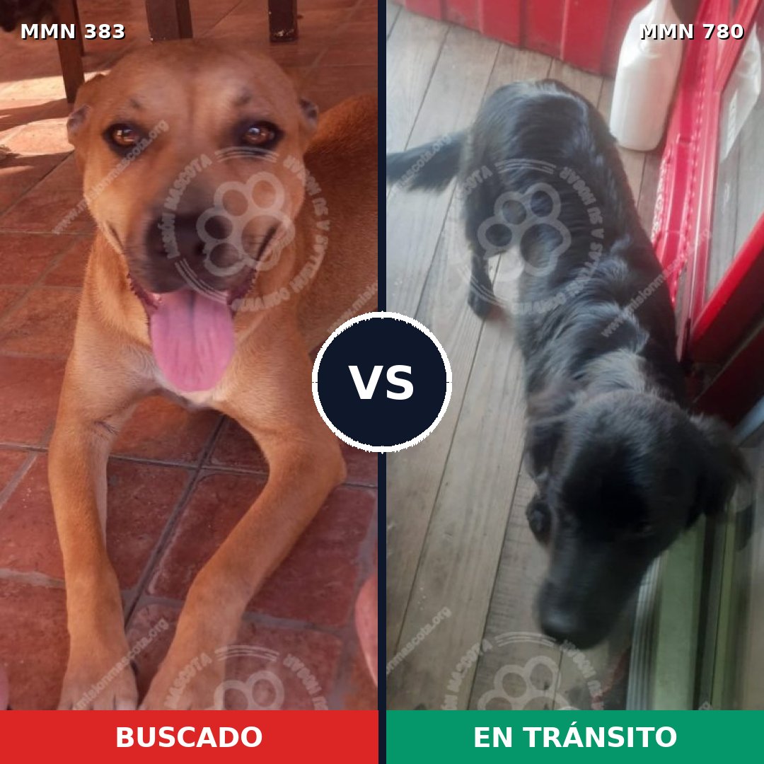 Comparativa MMS 22082: mascota perdida y mascota encontrada, 35% de similitud