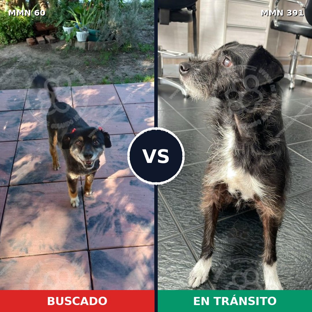 Comparativa MMS 2209: mascota perdida y mascota encontrada, 82% de similitud