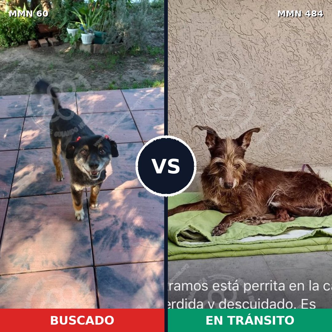 Comparativa MMS 2212: mascota perdida y mascota encontrada, 75% de similitud