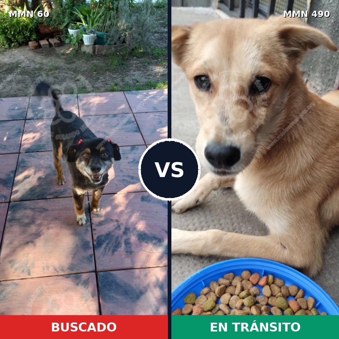 Comparativa MMS 2214: mascota perdida y mascota encontrada, 58% de similitud