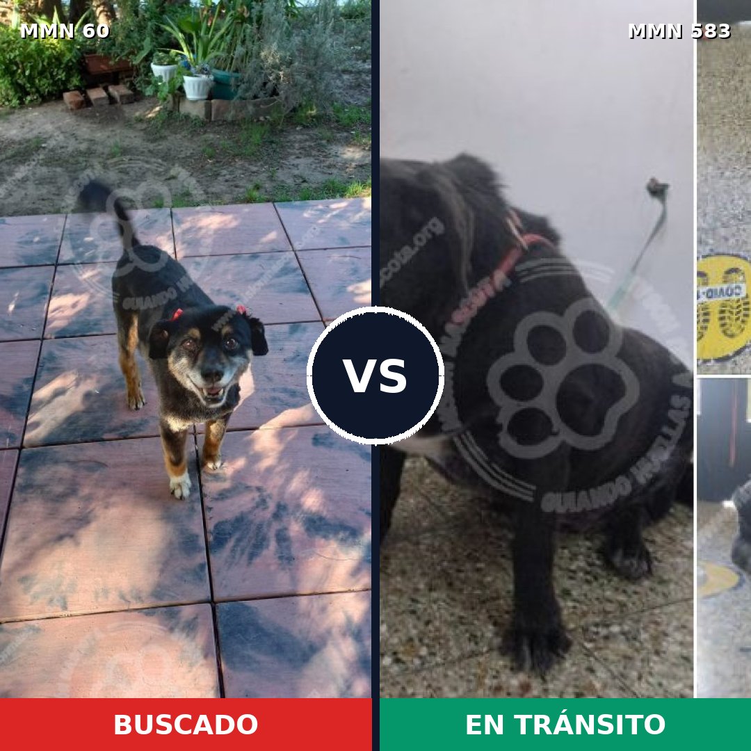 Comparativa MMS 2216: mascota perdida y mascota encontrada, 83% de similitud
