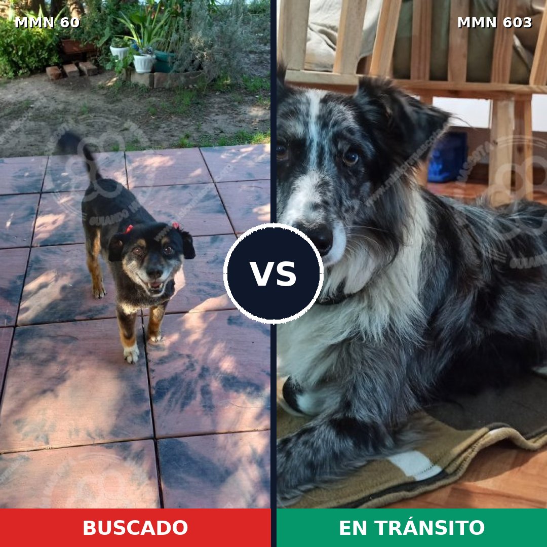 Comparativa MMS 2217: mascota perdida y mascota encontrada, 41% de similitud