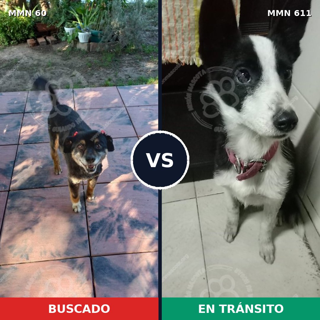 Comparativa MMS 2218: mascota perdida y mascota encontrada, 82% de similitud