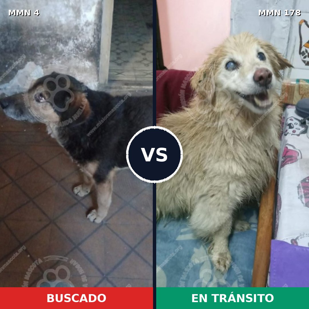 Comparativa MMS 222: mascota perdida y mascota encontrada, 80% de similitud