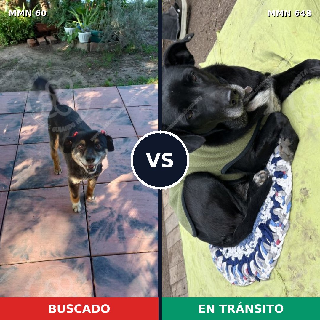Comparativa MMS 2220: mascota perdida y mascota encontrada, 58% de similitud