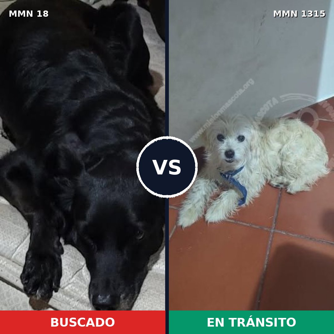 Comparativa MMS 22209: mascota perdida y mascota encontrada, 47% de similitud