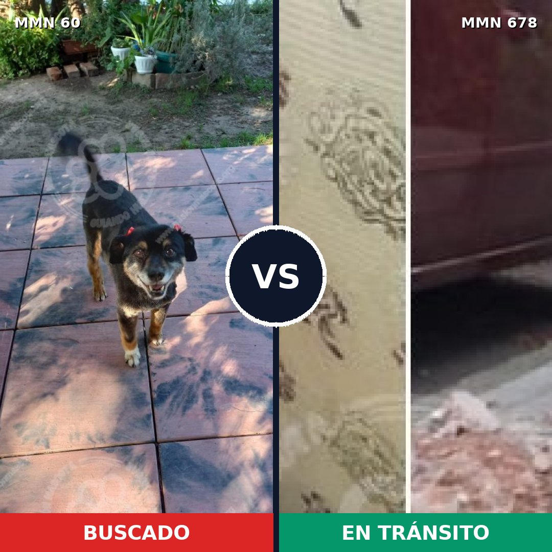 Comparativa MMS 2221: mascota perdida y mascota encontrada, 77% de similitud