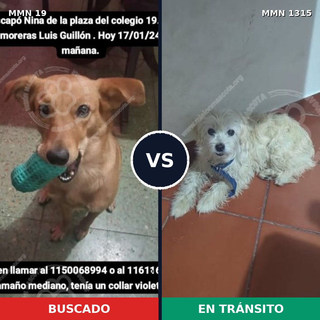 Comparativa MMS 22210: mascota perdida y mascota encontrada, 47% de similitud