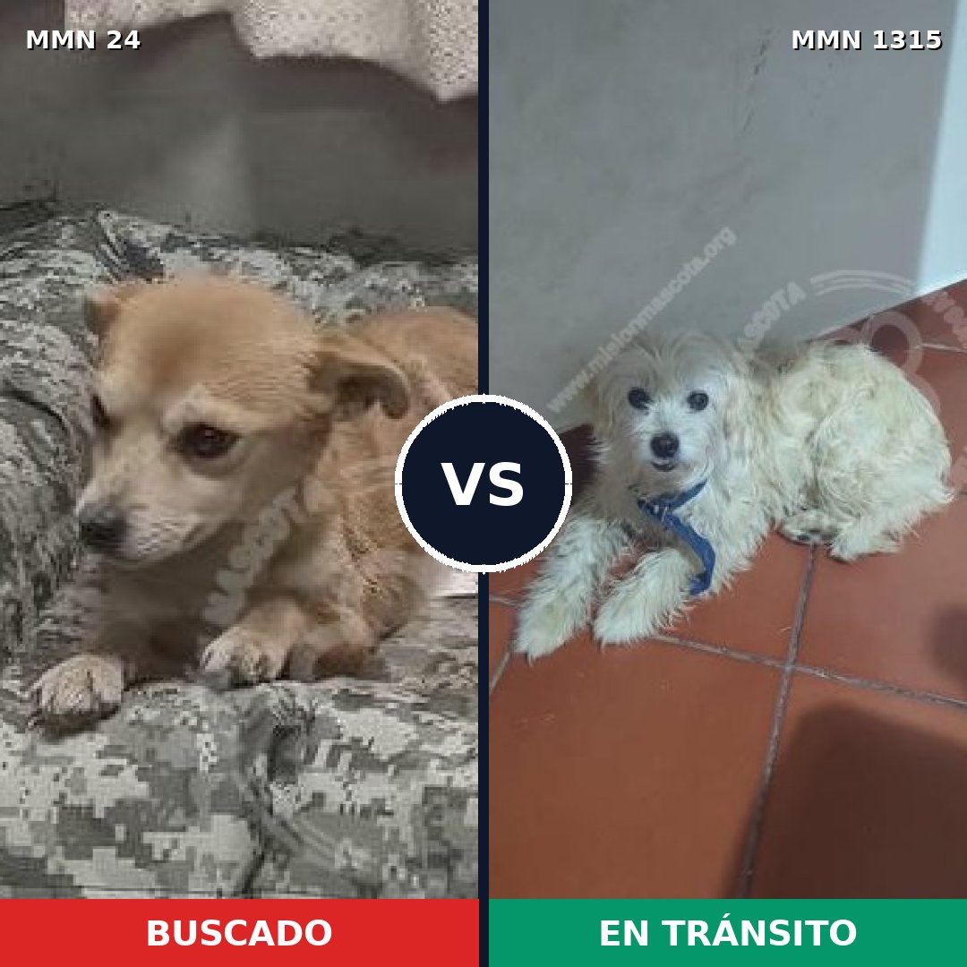Comparativa MMS 22212: mascota perdida y mascota encontrada, 64% de similitud