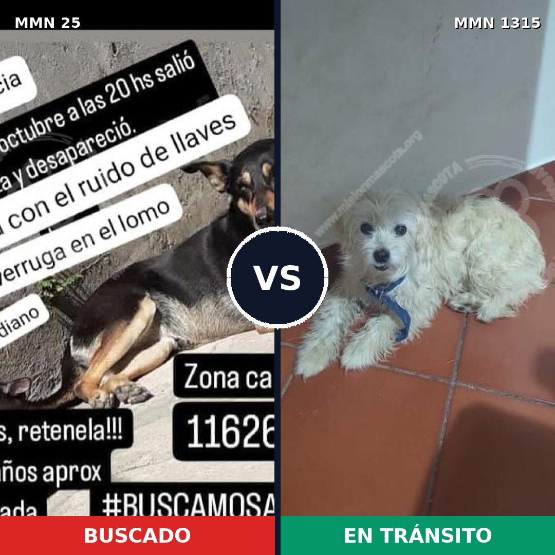 Comparativa MMS 22213: mascota perdida y mascota encontrada, 47% de similitud
