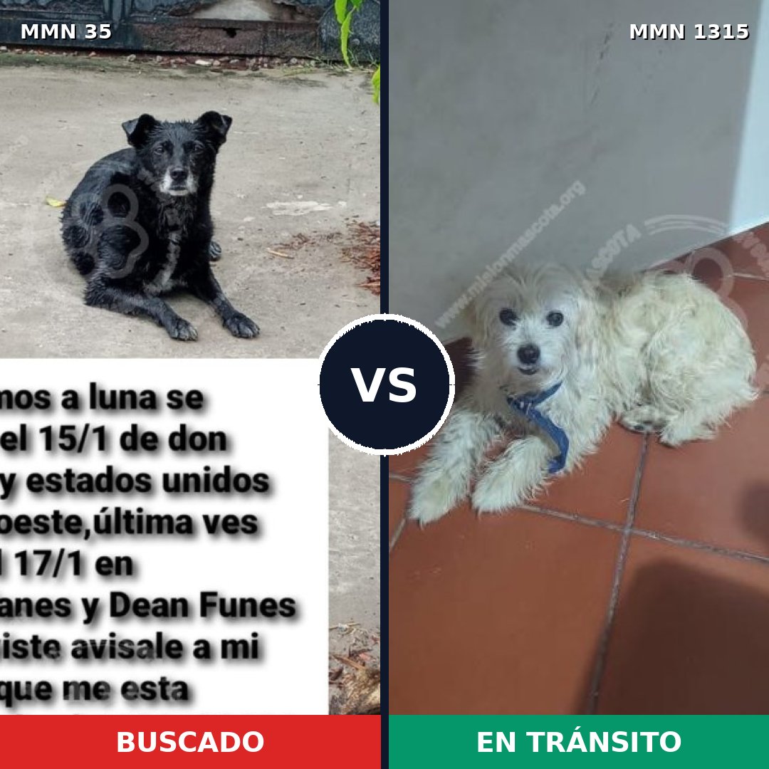 Comparativa MMS 22214: mascota perdida y mascota encontrada, 50% de similitud