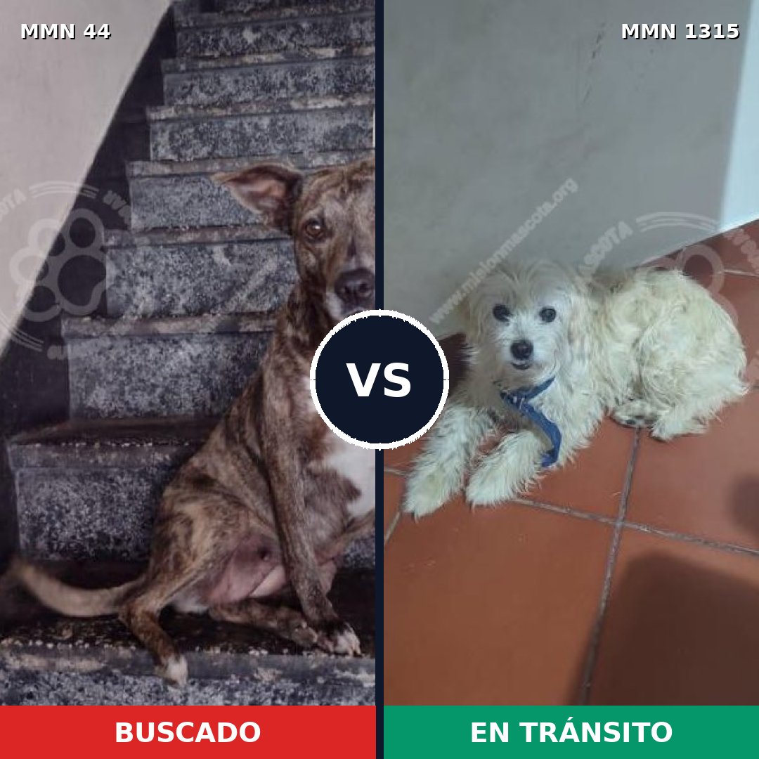 Comparativa MMS 22215: mascota perdida y mascota encontrada, 40% de similitud