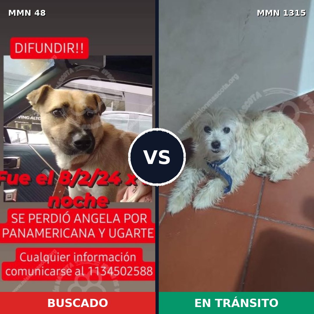 Comparativa MMS 22216: mascota perdida y mascota encontrada, 47% de similitud