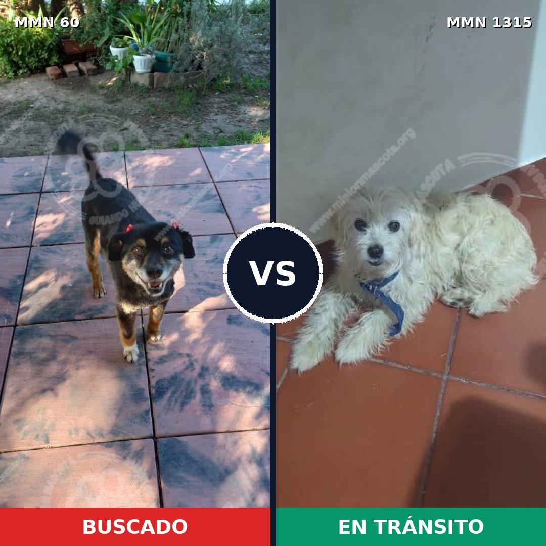 Comparativa MMS 22217: mascota perdida y mascota encontrada, 61% de similitud