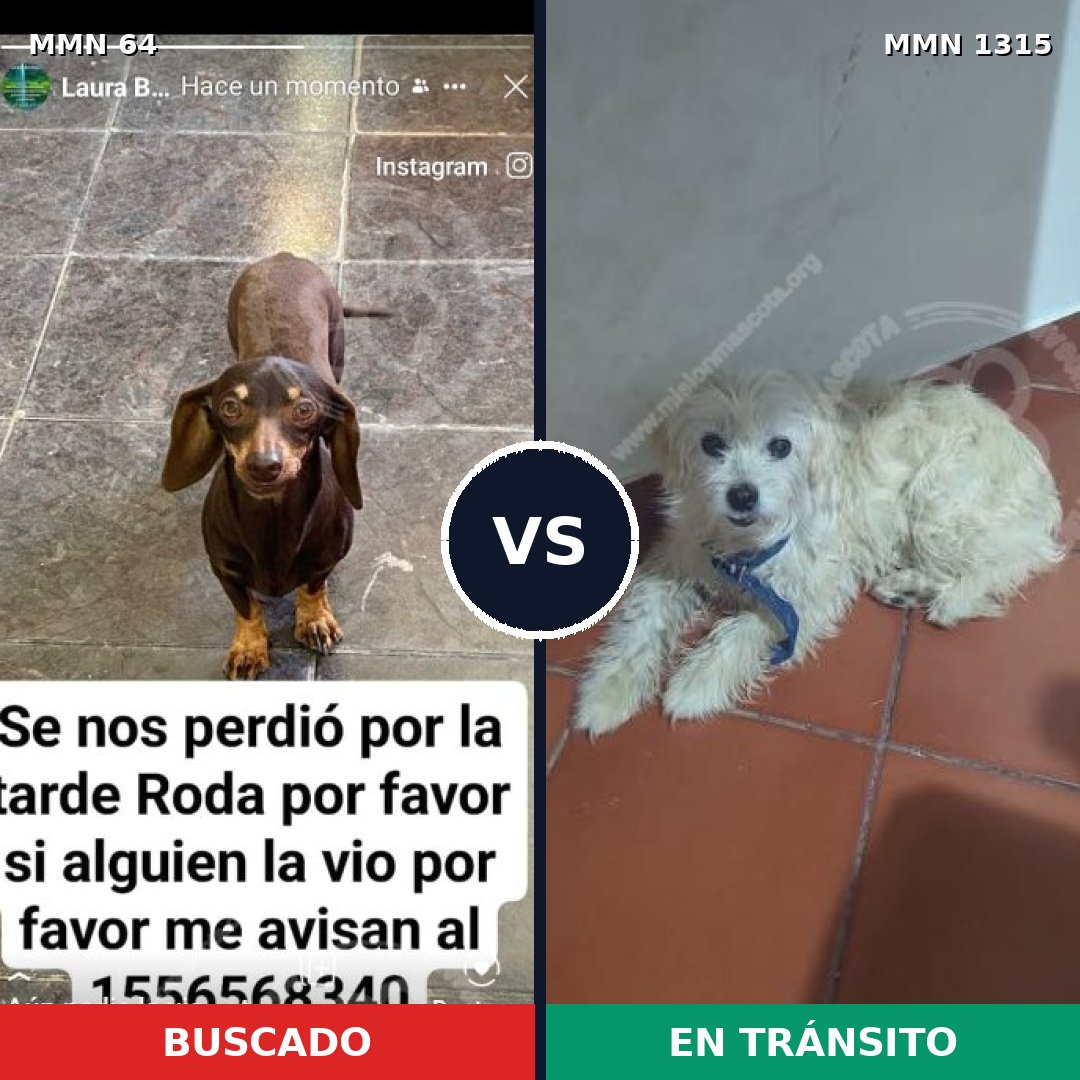 Comparativa MMS 22218: mascota perdida y mascota encontrada, 37% de similitud