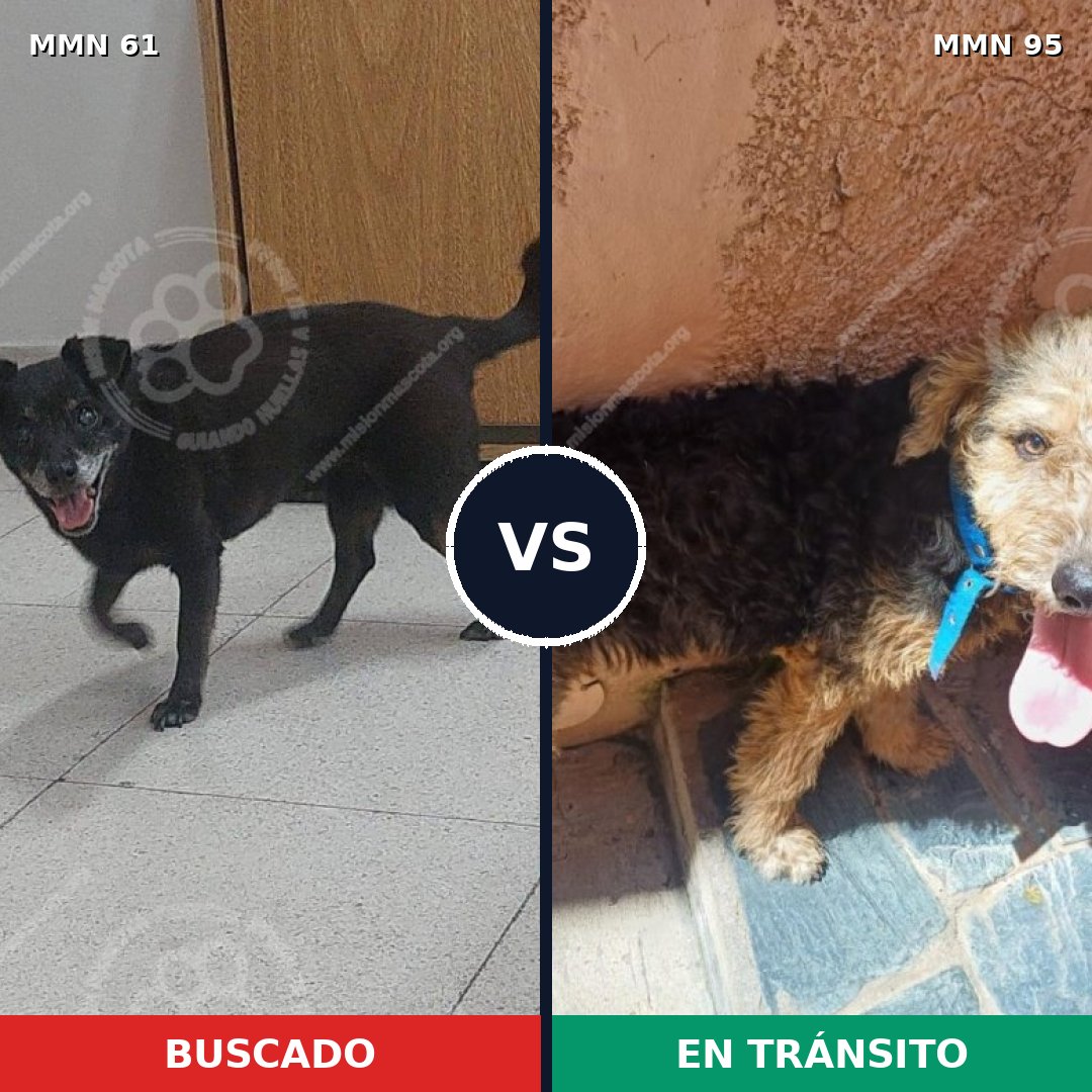 Comparativa MMS 2222: mascota perdida y mascota encontrada, 89% de similitud