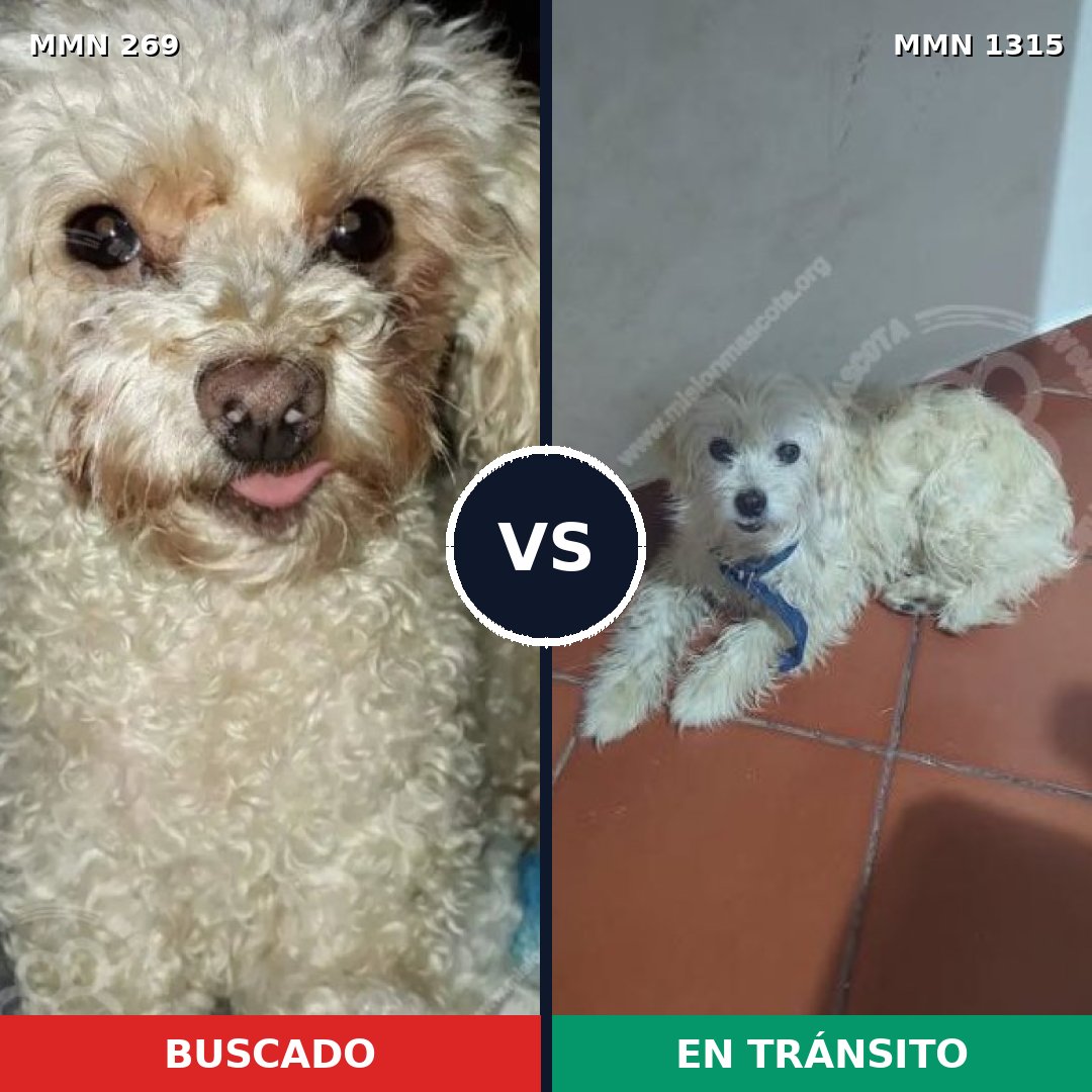 Comparativa MMS 22220: mascota perdida y mascota encontrada, 43% de similitud