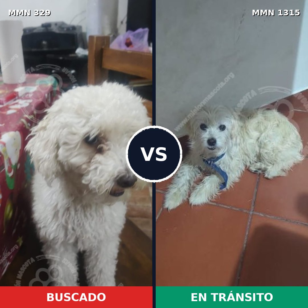 Comparativa MMS 22221: mascota perdida y mascota encontrada, 55% de similitud