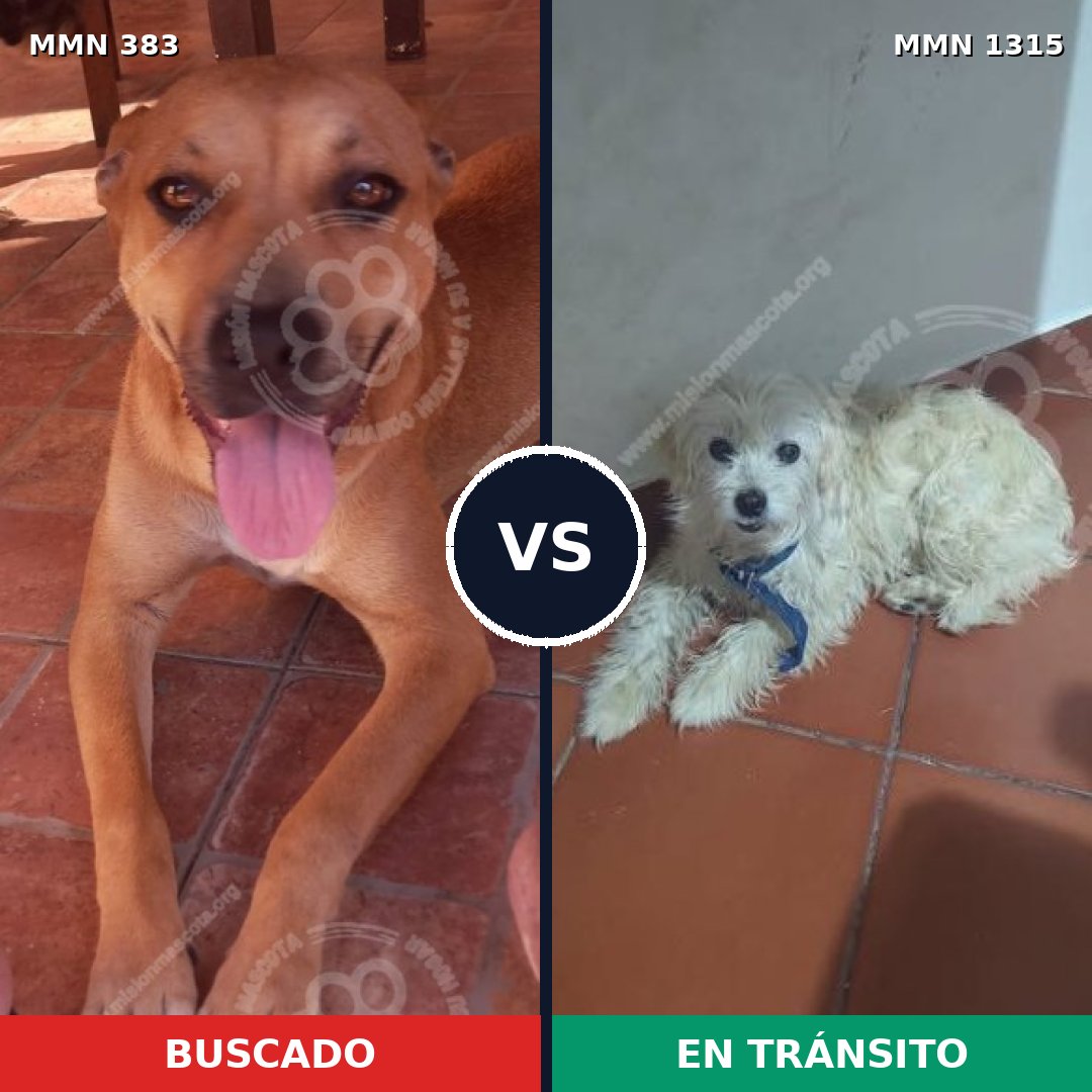 Comparativa MMS 22223: mascota perdida y mascota encontrada, 39% de similitud