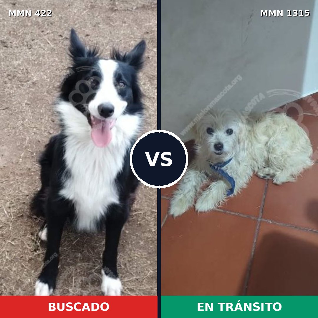 Comparativa MMS 22225: mascota perdida y mascota encontrada, 27% de similitud