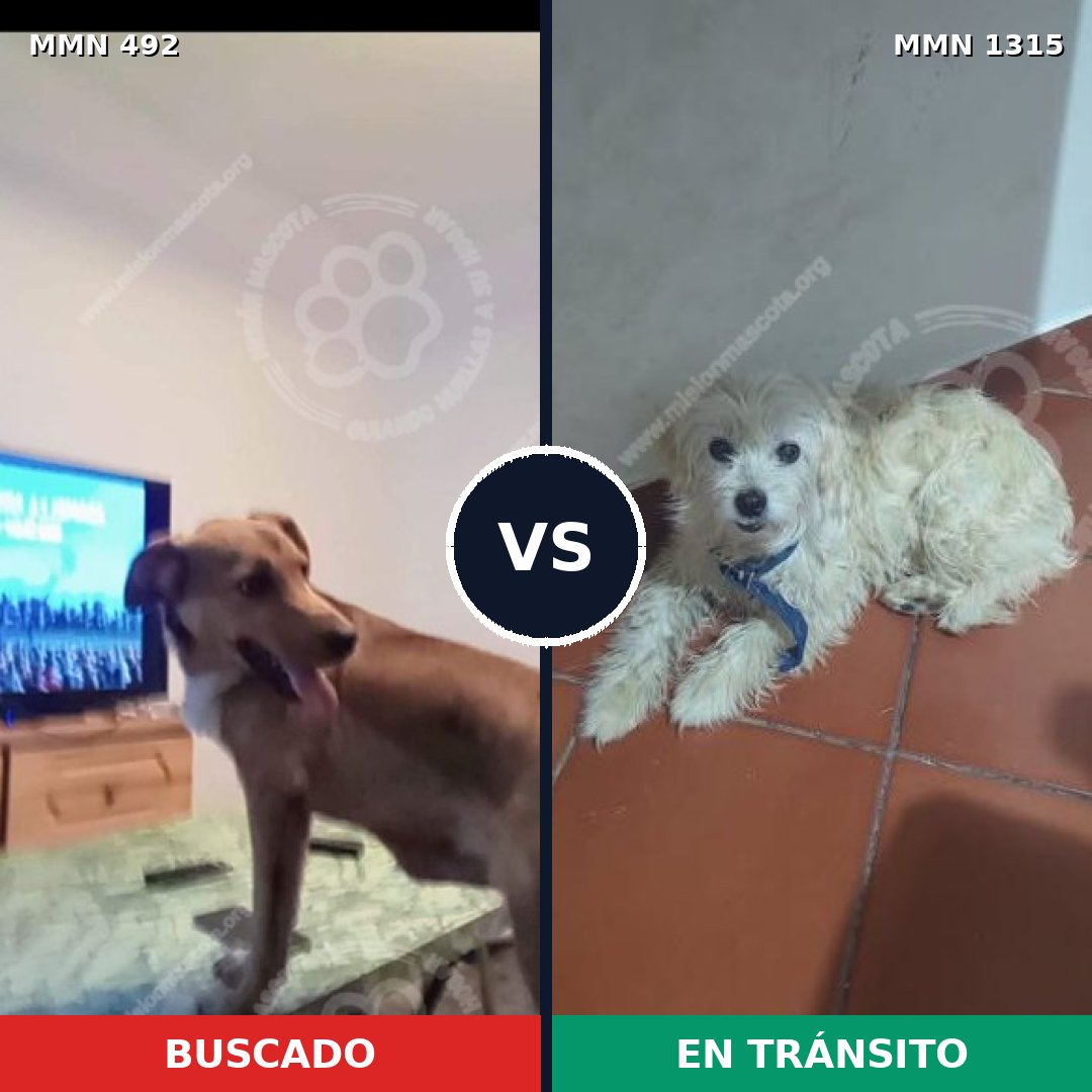 Comparativa MMS 22226: mascota perdida y mascota encontrada, 40% de similitud
