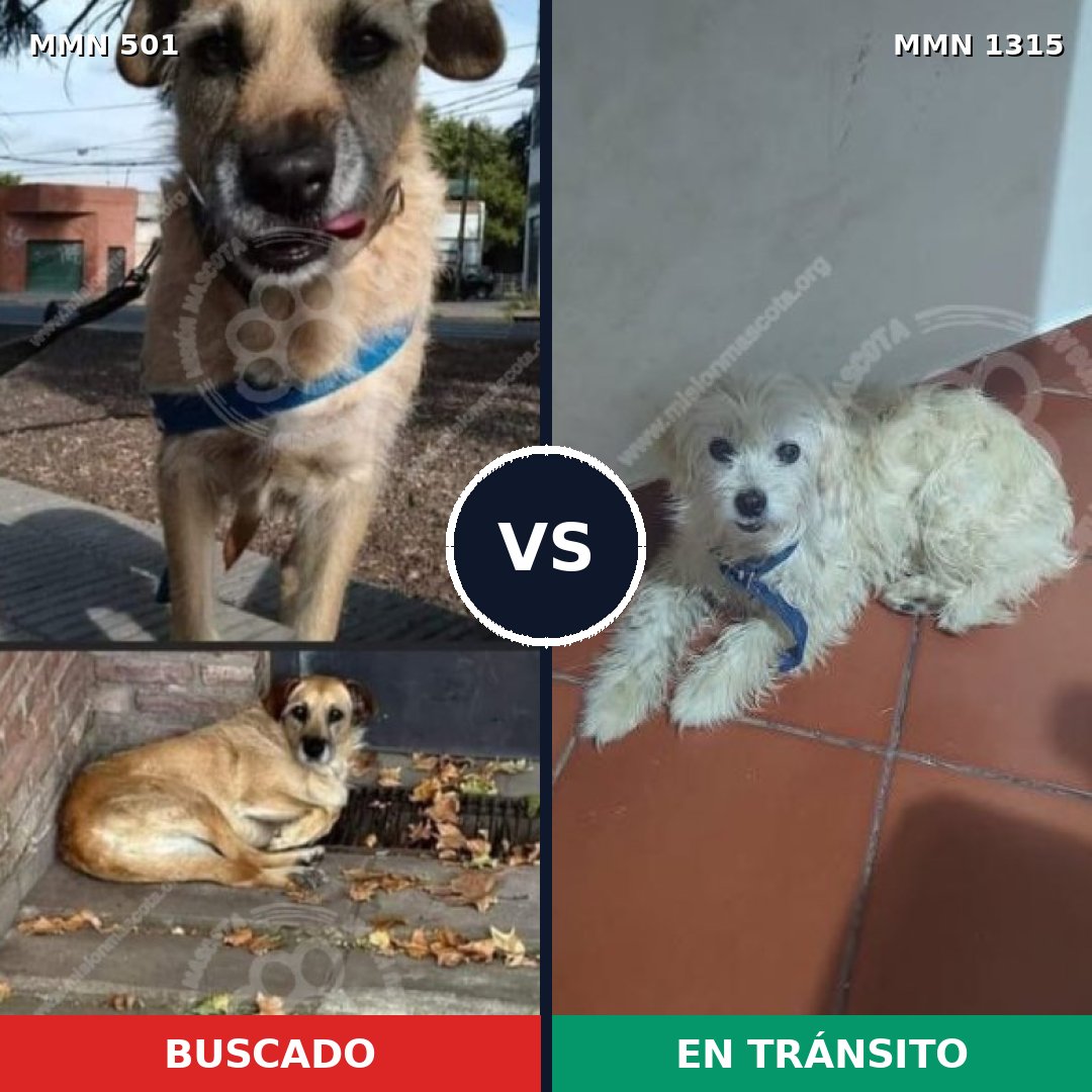 Comparativa MMS 22227: mascota perdida y mascota encontrada, 56% de similitud