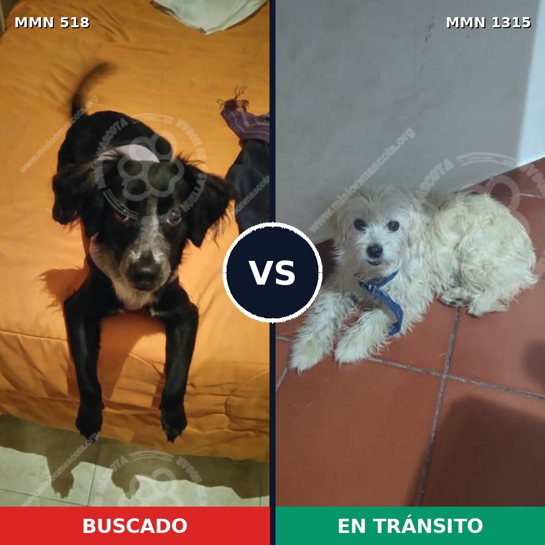 Comparativa MMS 22228: mascota perdida y mascota encontrada, 66% de similitud