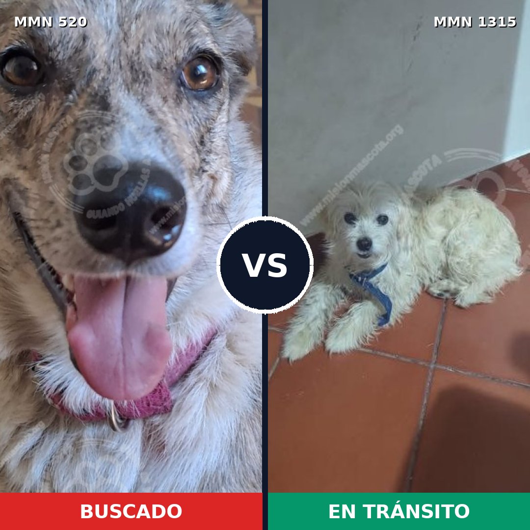 Comparativa MMS 22229: mascota perdida y mascota encontrada, 30% de similitud