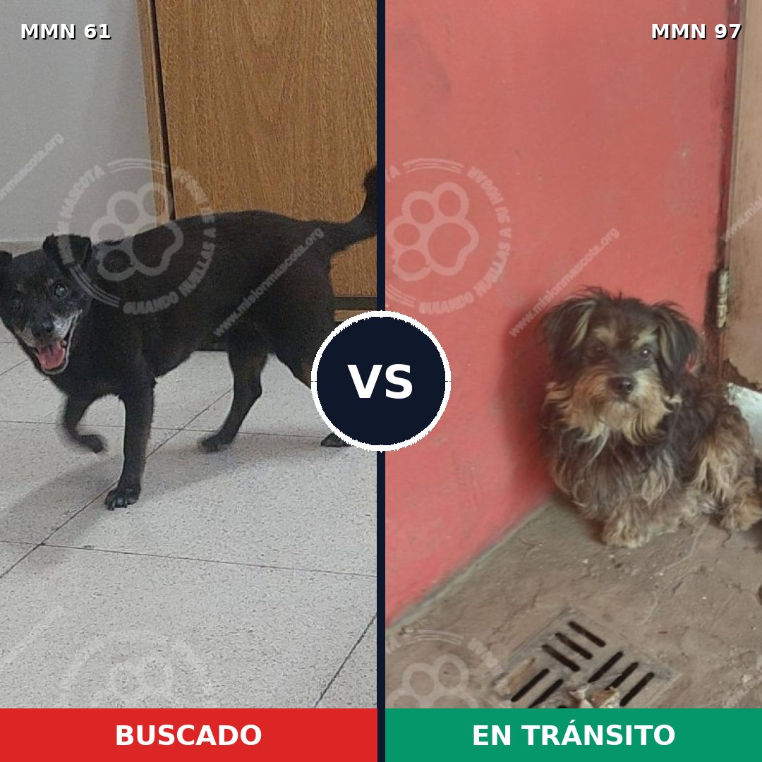 Comparativa MMS 2223: mascota perdida y mascota encontrada, 75% de similitud