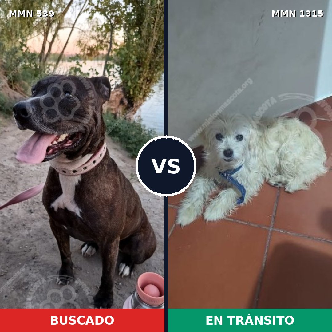 Comparativa MMS 22230: mascota perdida y mascota encontrada, 40% de similitud