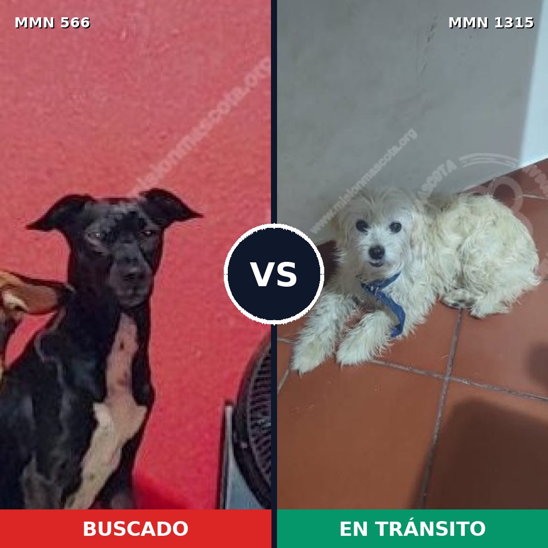 Comparativa MMS 22231: mascota perdida y mascota encontrada, 60% de similitud