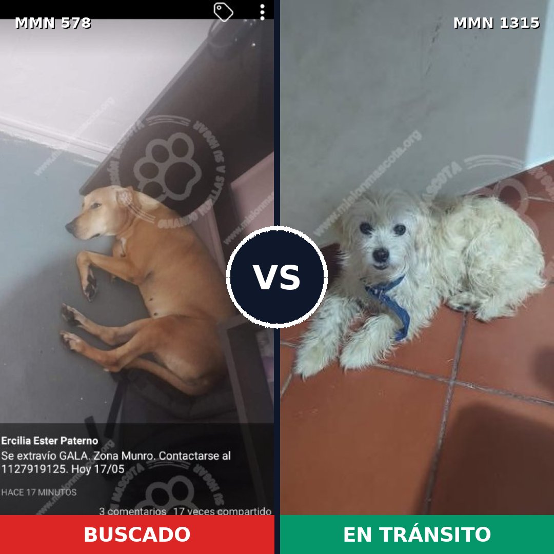Comparativa MMS 22232: mascota perdida y mascota encontrada, 47% de similitud
