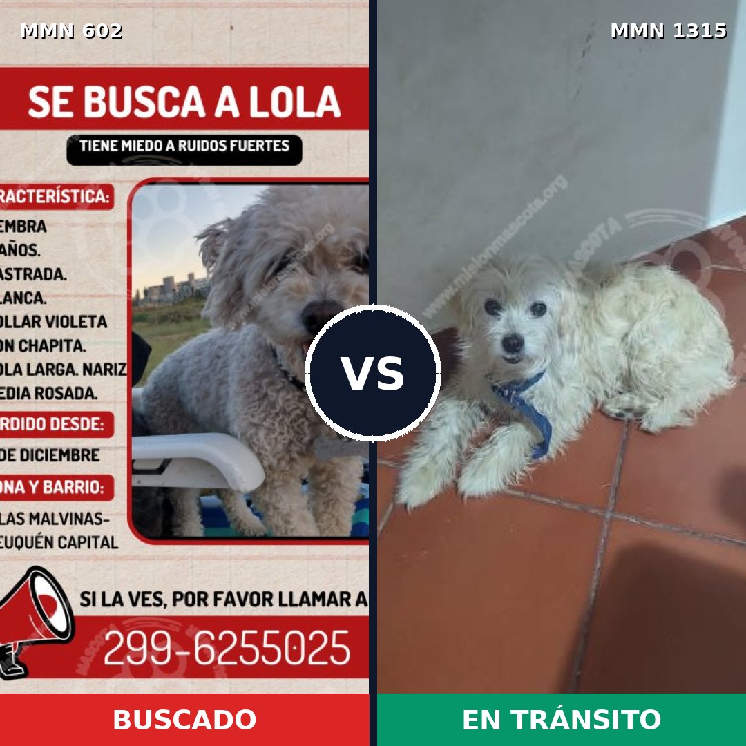 Comparativa MMS 22235: mascota perdida y mascota encontrada, 40% de similitud