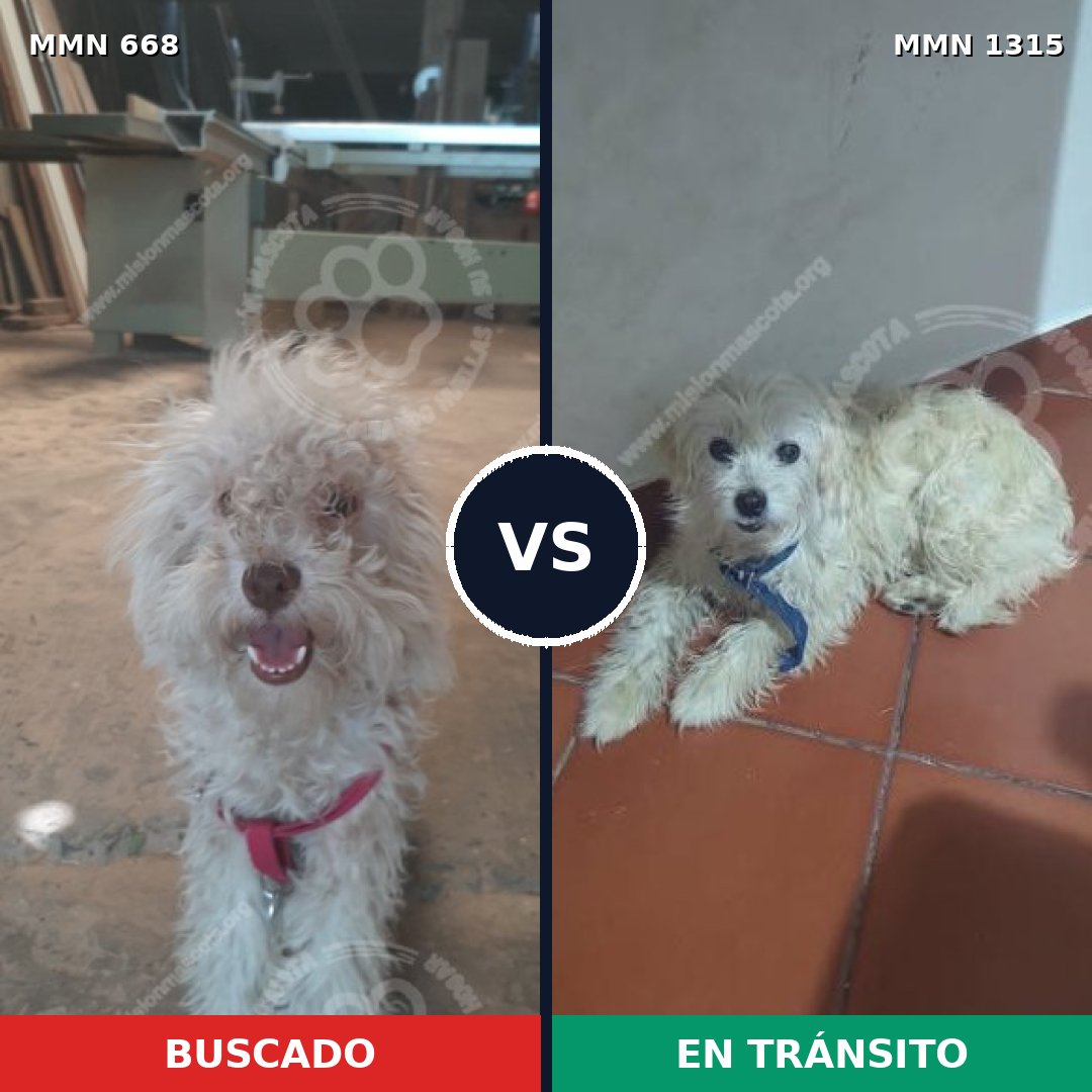 Comparativa MMS 22240: mascota perdida y mascota encontrada, 40% de similitud