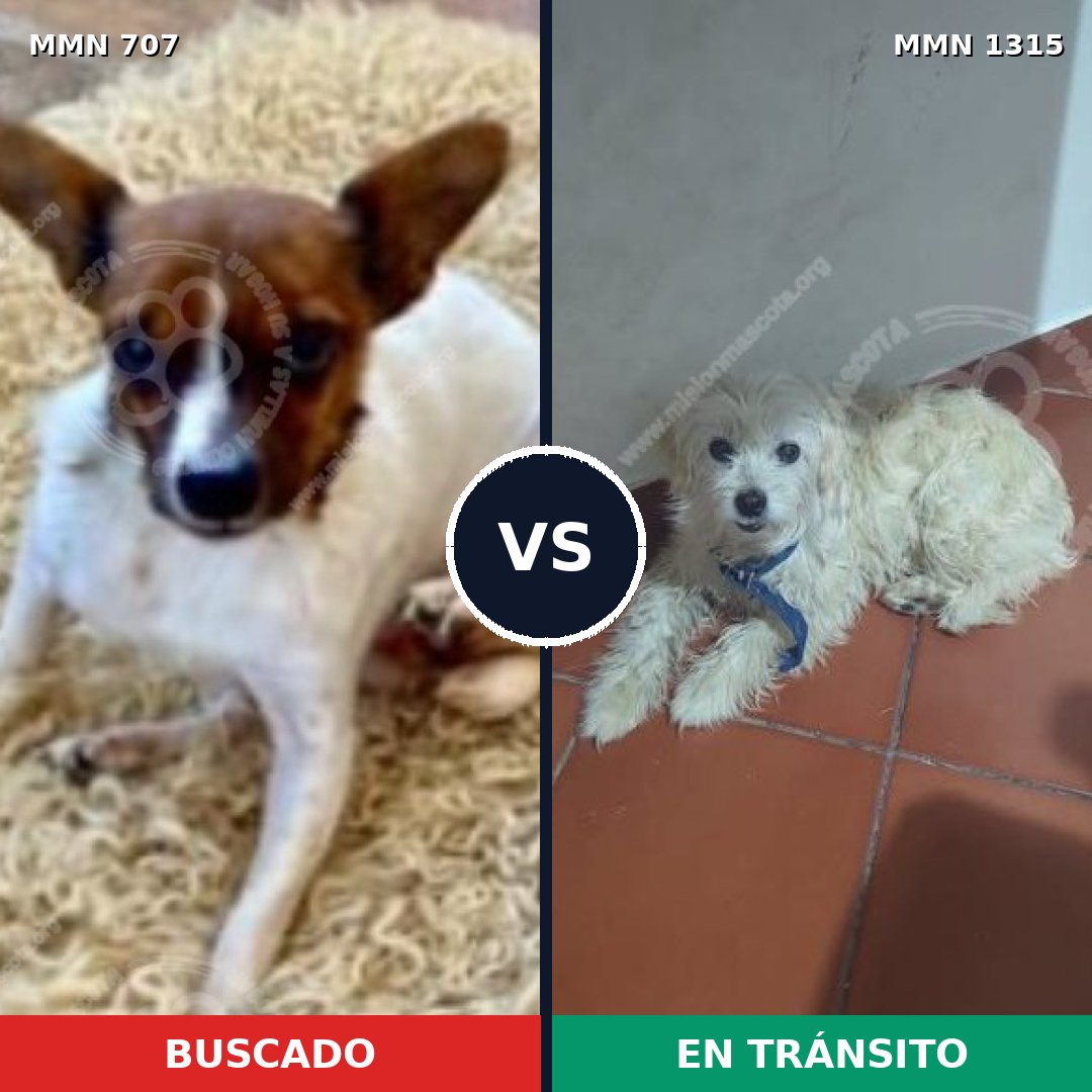 Comparativa MMS 22242: mascota perdida y mascota encontrada, 40% de similitud