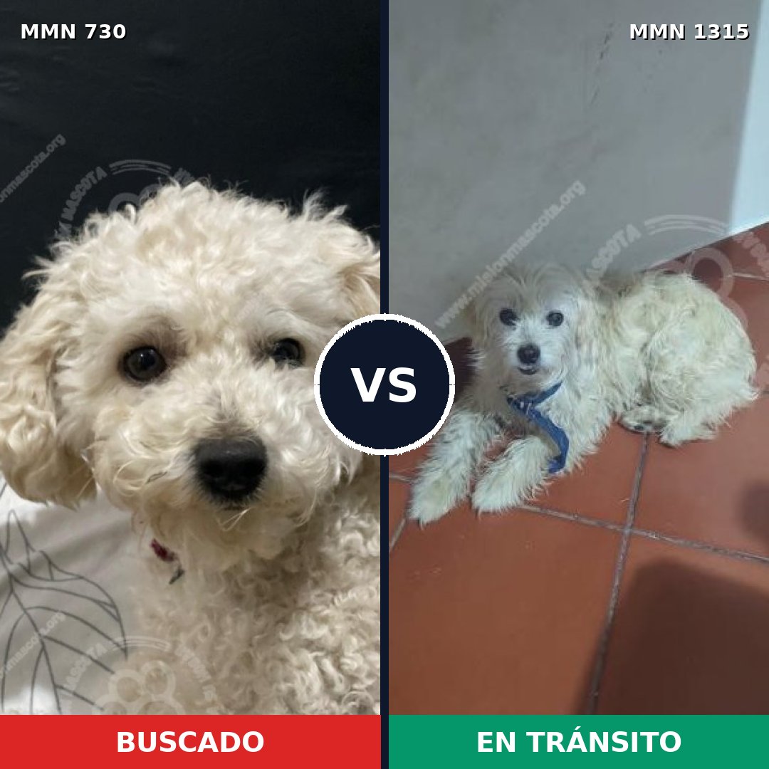 Comparativa MMS 22243: mascota perdida y mascota encontrada, 32% de similitud