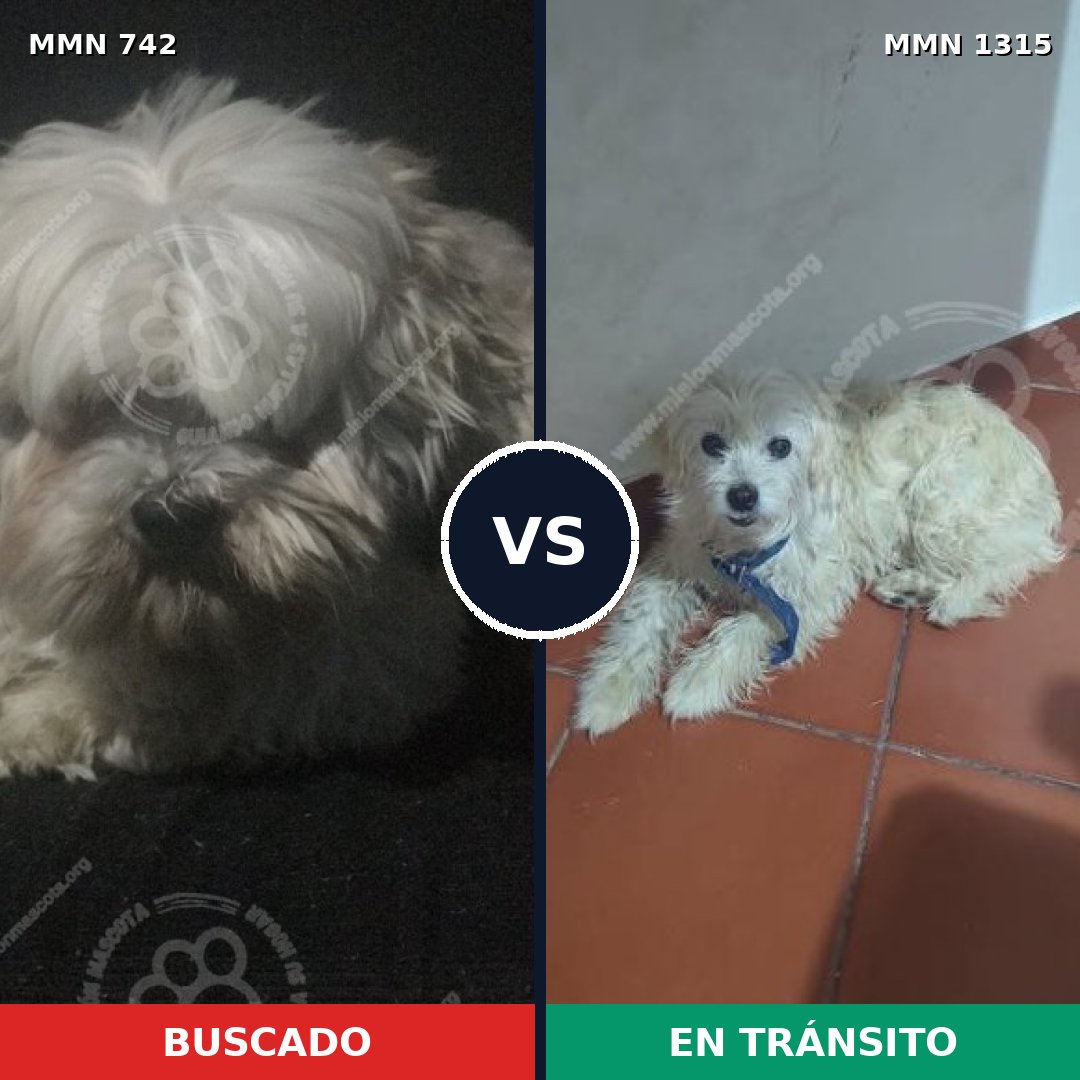 Comparativa MMS 22244: mascota perdida y mascota encontrada, 48% de similitud
