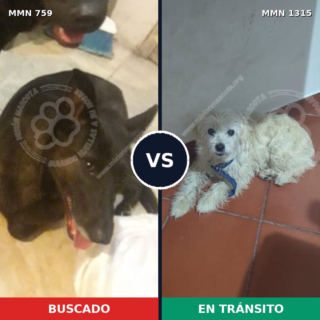 Comparativa MMS 22245: mascota perdida y mascota encontrada, 24% de similitud