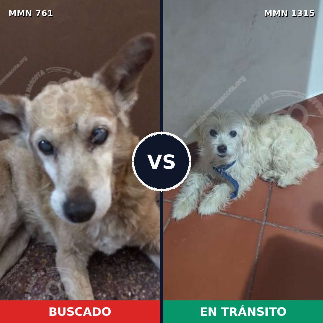 Comparativa MMS 22246: mascota perdida y mascota encontrada, 59% de similitud