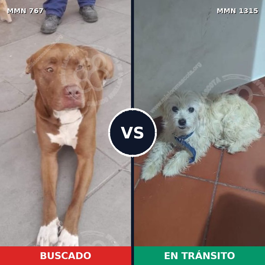 Comparativa MMS 22247: mascota perdida y mascota encontrada, 30% de similitud