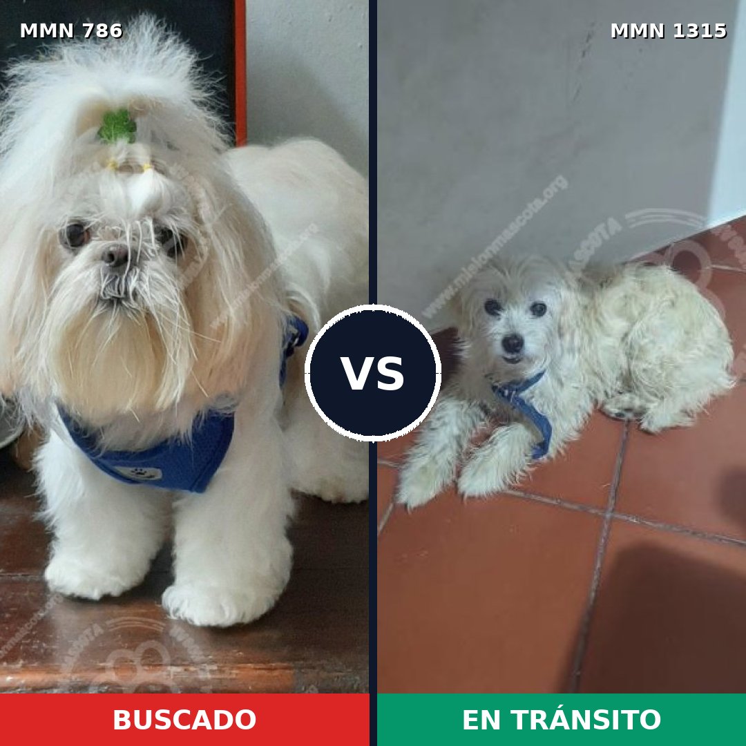 Comparativa MMS 22250: mascota perdida y mascota encontrada, 44% de similitud