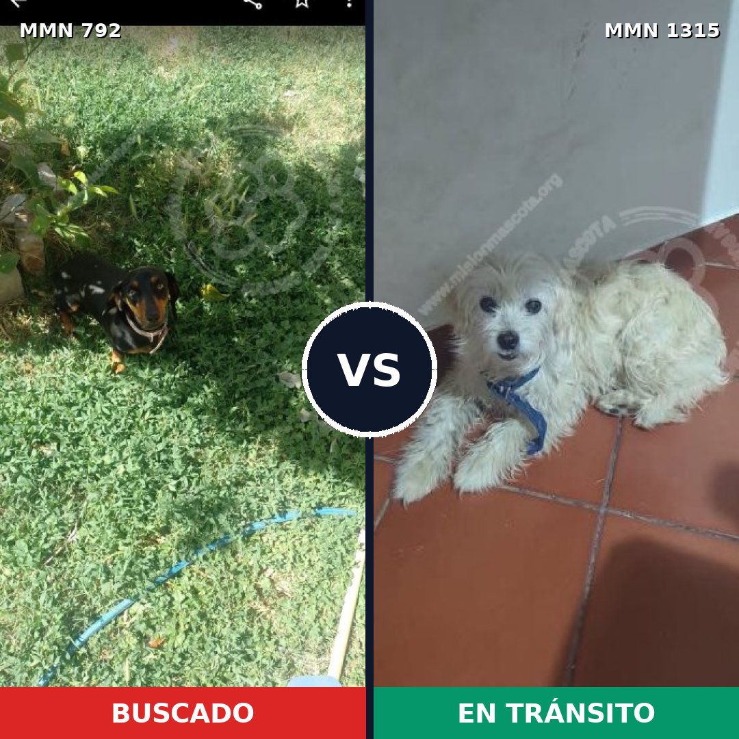 Comparativa MMS 22251: mascota perdida y mascota encontrada, 27% de similitud