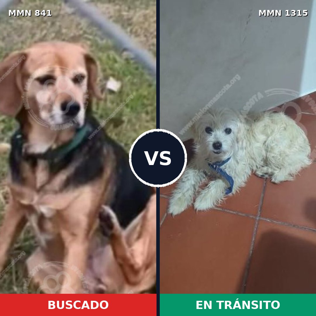 Comparativa MMS 22252: mascota perdida y mascota encontrada, 51% de similitud