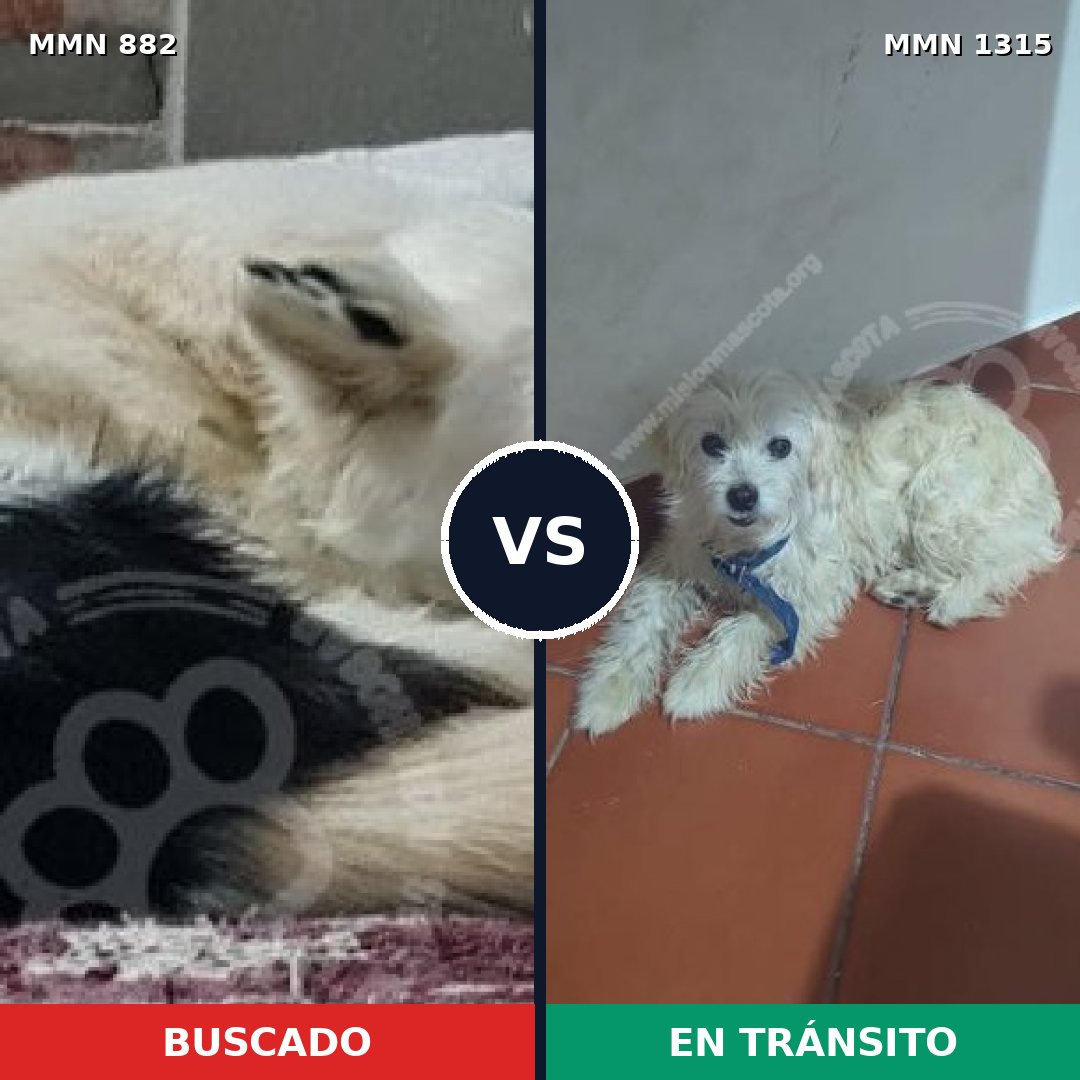 Comparativa MMS 22254: mascota perdida y mascota encontrada, 44% de similitud